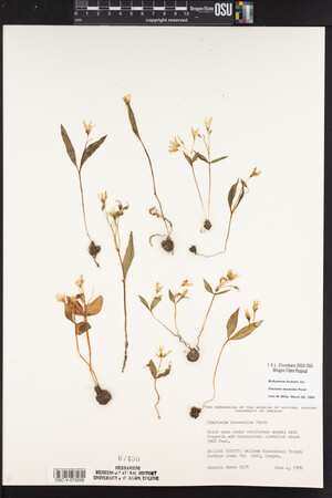 Claytonia lanceolata image