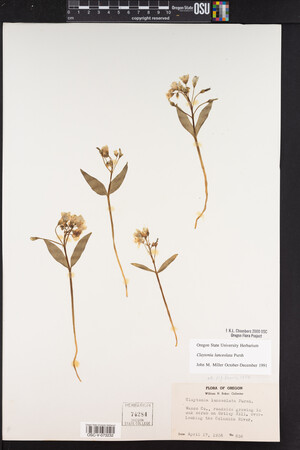 Claytonia lanceolata image