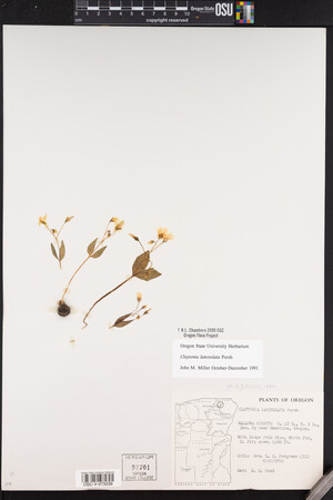 Claytonia lanceolata image