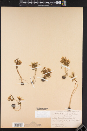 Claytonia lanceolata image