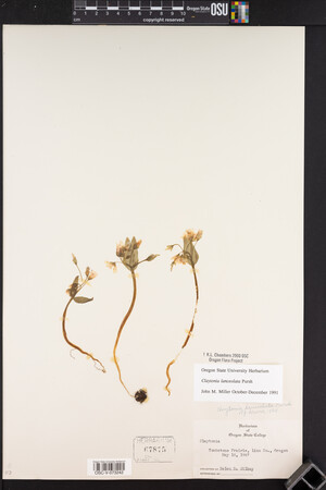 Claytonia lanceolata image