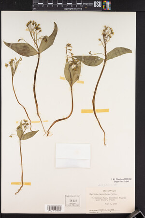 Claytonia lanceolata image