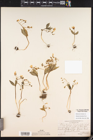 Claytonia lanceolata image