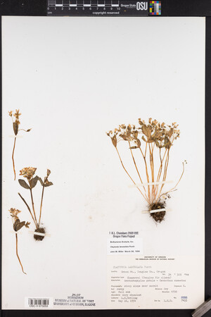 Claytonia lanceolata image