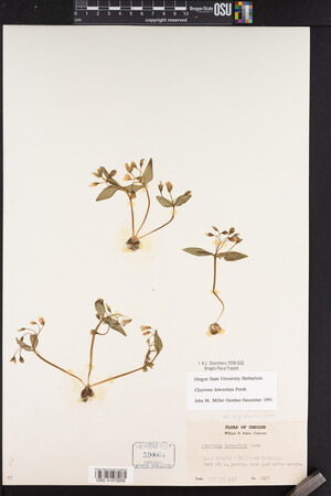 Claytonia lanceolata image