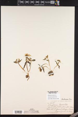 Claytonia lanceolata image