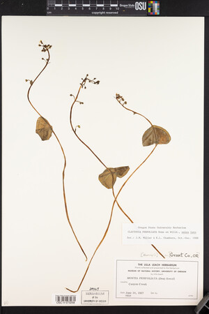 Claytonia perfoliata image