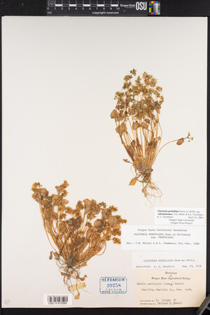 Claytonia perfoliata image