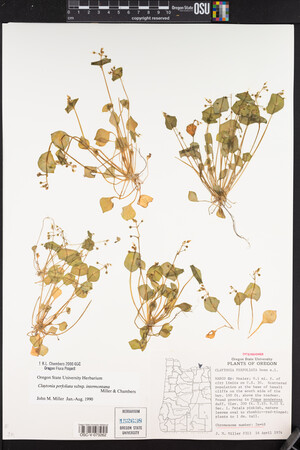 Claytonia perfoliata image