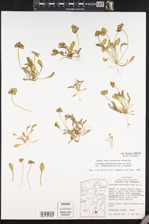 Claytonia perfoliata image