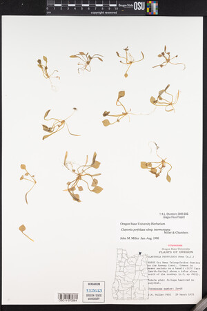 Claytonia perfoliata image