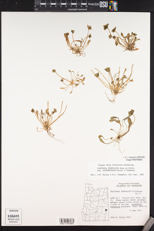 Claytonia perfoliata image