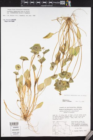 Claytonia perfoliata image