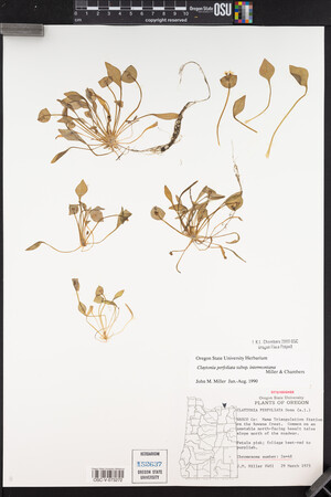 Claytonia perfoliata image