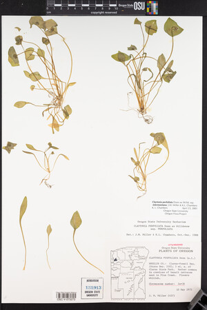 Claytonia perfoliata image