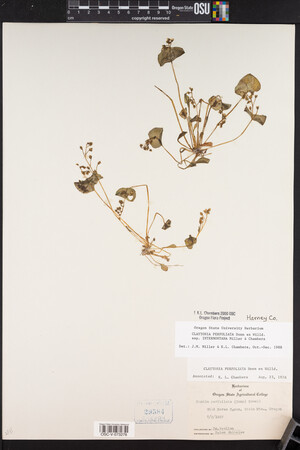 Claytonia perfoliata image