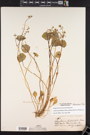 Claytonia perfoliata image