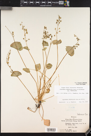 Claytonia perfoliata image