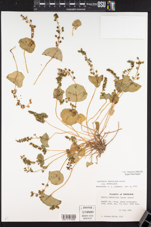 Claytonia perfoliata image