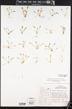 Claytonia perfoliata image