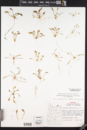 Claytonia perfoliata image