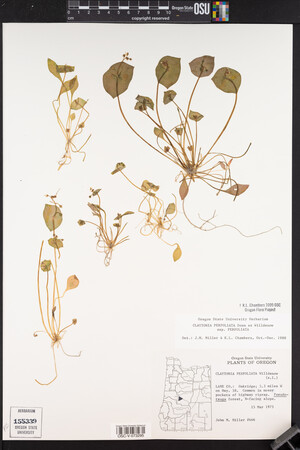 Claytonia perfoliata image