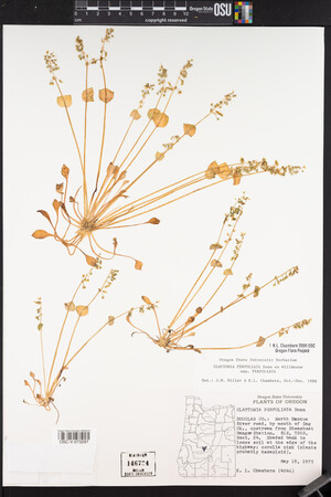 Claytonia perfoliata image