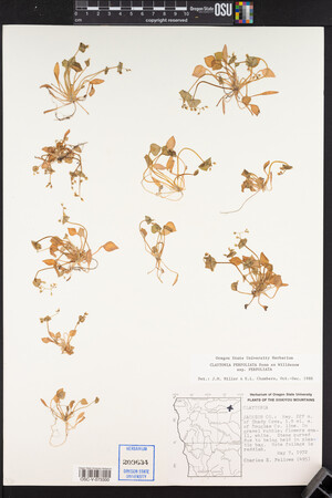 Claytonia perfoliata image