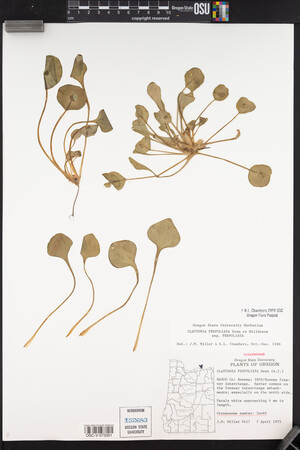 Claytonia perfoliata image