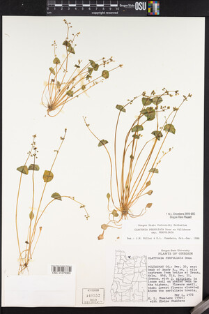 Claytonia perfoliata image