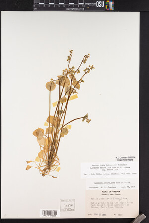 Claytonia perfoliata image