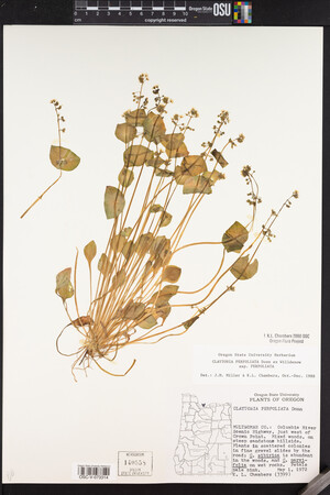 Claytonia perfoliata image