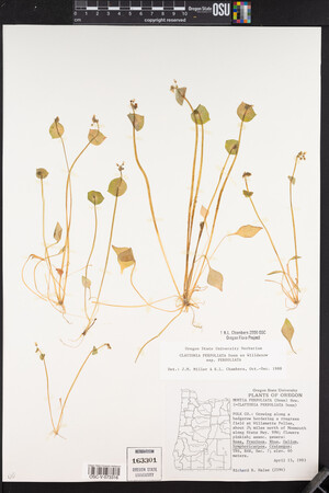 Claytonia perfoliata image