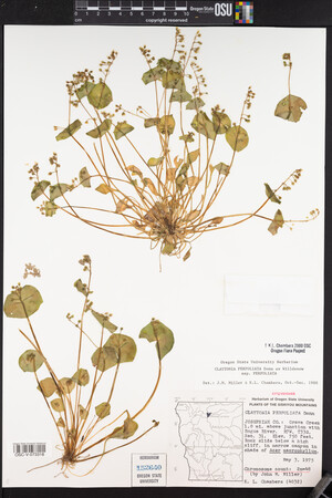 Claytonia perfoliata image