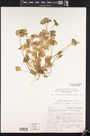 Claytonia perfoliata image