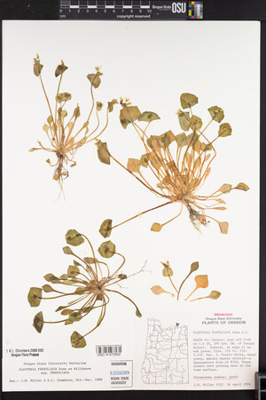 Claytonia perfoliata image