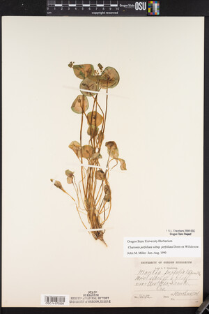 Claytonia perfoliata image