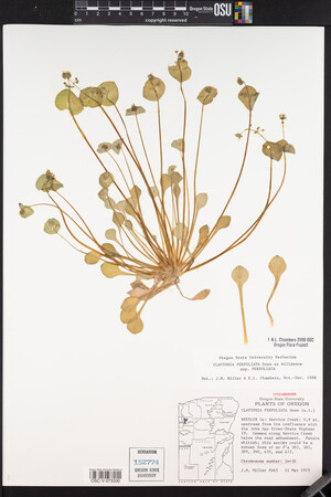 Claytonia perfoliata image