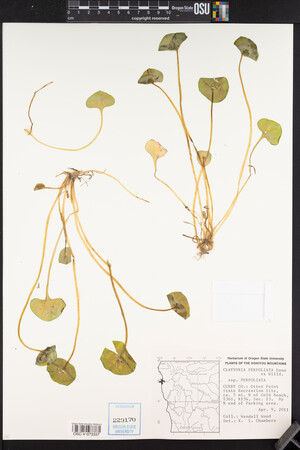 Claytonia perfoliata image