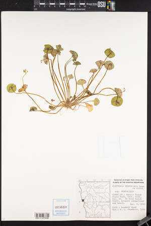 Claytonia perfoliata image