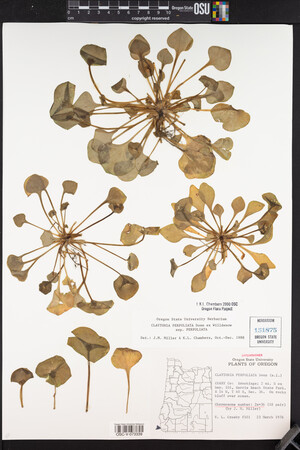 Claytonia perfoliata image