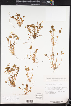 Claytonia perfoliata image