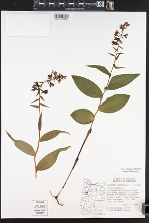 Epipactis helleborine image