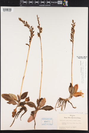 Goodyera oblongifolia image