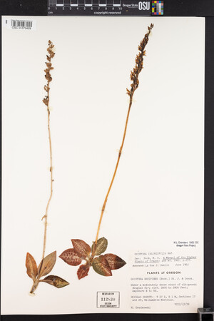 Goodyera oblongifolia image