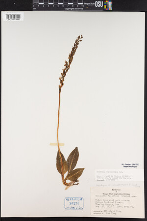 Goodyera oblongifolia image