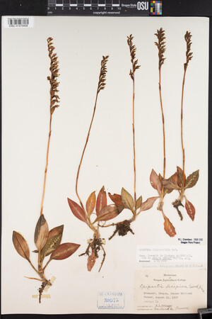 Goodyera oblongifolia image