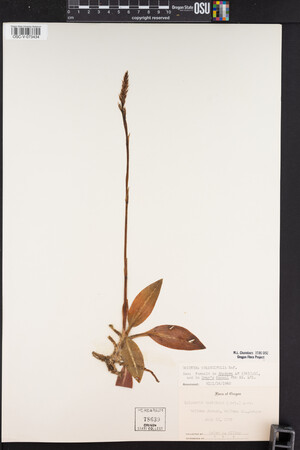 Goodyera oblongifolia image