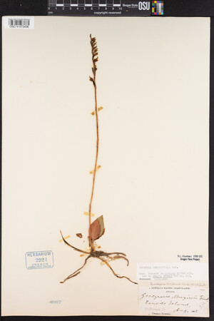 Goodyera oblongifolia image