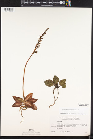 Goodyera oblongifolia image